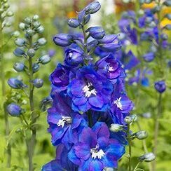 Delphinium &#39;Guardian Blue&#39; 2 gal GS