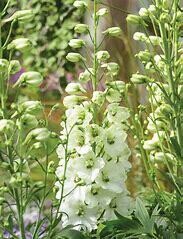 Delphinium &#39;Guardian White&#39; 2 gal GS