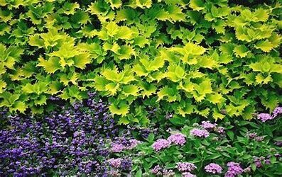 10" Patio Pot Coleus 'Wasabi'