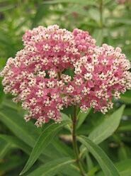 Milkweed &#39;Asclepias Cinderella&#39; - 2 gal