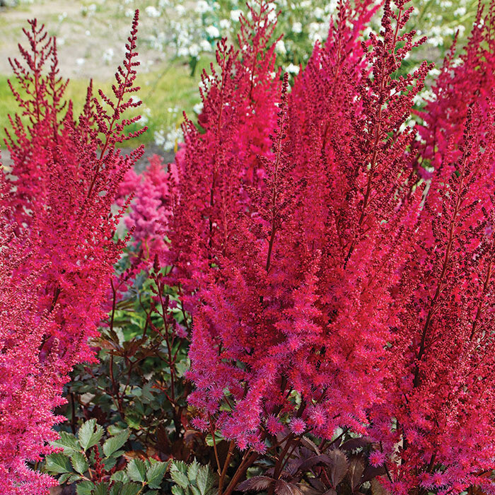 Astilbe &#39;Mighty Chocolate Cherry&#39; 2 gal