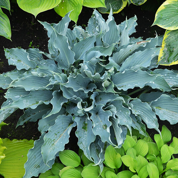 Hosta &#39;Waterslide&#39; PW 8&quot;