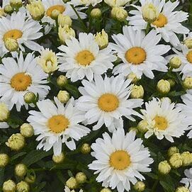 Shasta Daisy &#39;Leucanthemum Cream Puff&#39; - 2 gal GS
