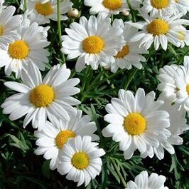 Shasta Daisy &#39;Leucanthemum Madonna&#39; 2g GS