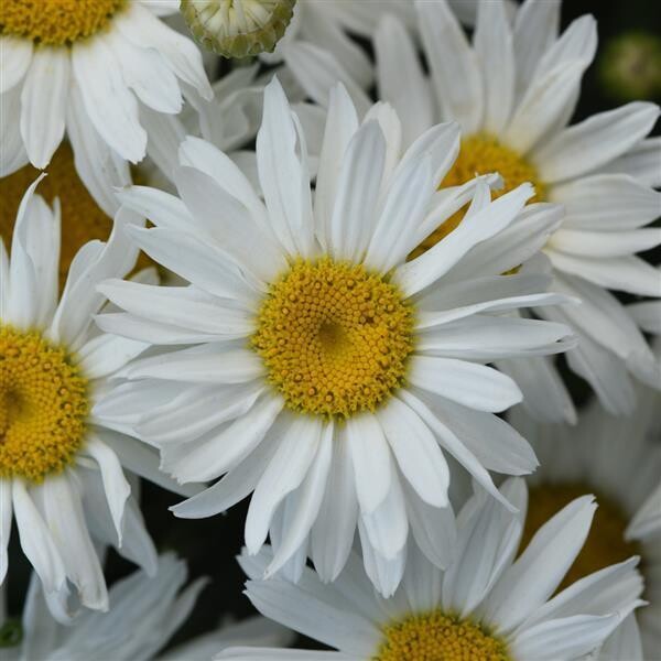 Shasta Daisy &#39;Leucanthemum Whitecap&#39; 2 gal GS