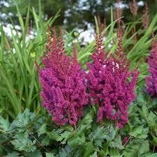 Astilbe &#39;Visions in Red&#39; 1 gal