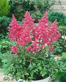 Astilbe &#39;Elisabeth van Veen&#39; 1 gal