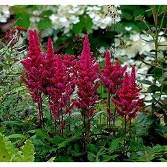 Astilbe &#39;Visions in Red&#39; 2 gal