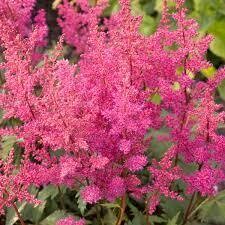 Astilbe 'Elisabeth van Veen' 2 gal