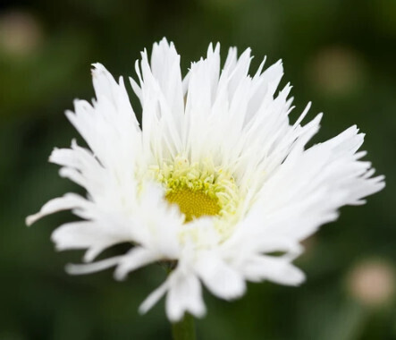 Shasta Daisy &#39;Leucanthemum Sante&#39; 2g GS