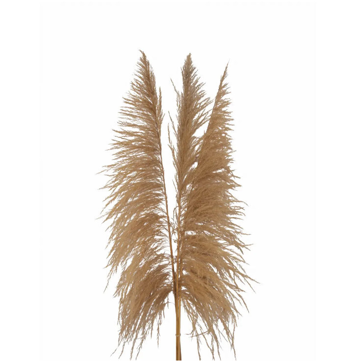 Pampas Grass - Sacuara - 3 stem 60&quot;