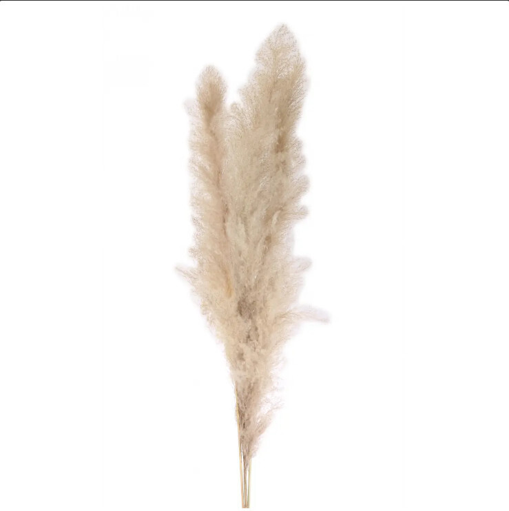 Pampas Grass - 3 stem Natural - 60&quot;