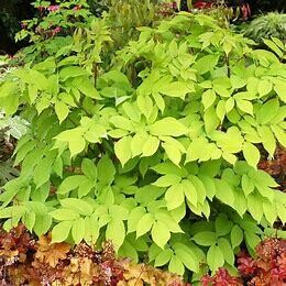 Aralia Cordata &#39;Sun King&#39; 1 gal