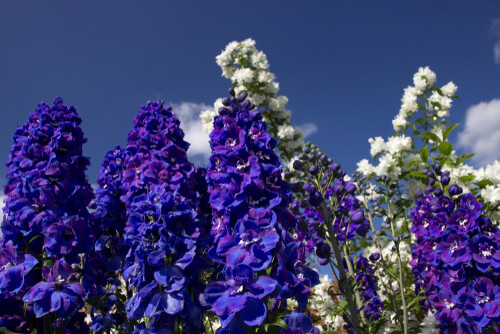 Delphinium &#39;Guardian Blue&#39; 4&quot;