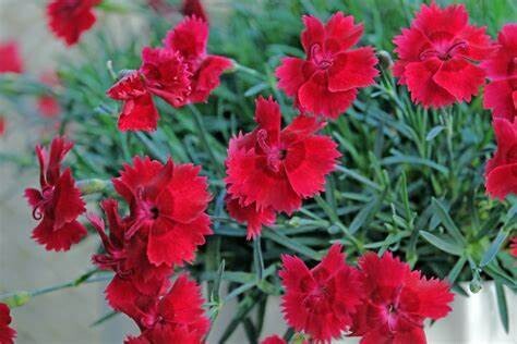 Dianthus 'Fire Star' 4"