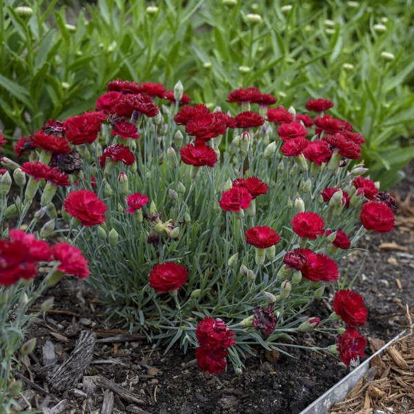 Dianthus 'Electric Red' 4"