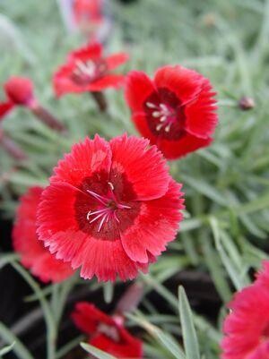 Dianthus &#39;Star Eastern&#39; 4&quot;
