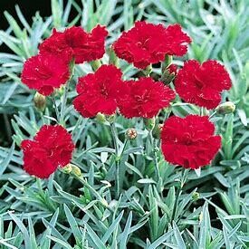 Dianthus &#39;Frosty Fire&#39; 4&quot;