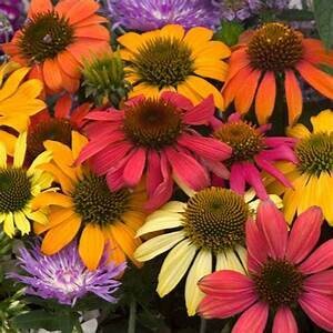 Cone Flower 'Echinacea Cheyenne Spirit' 1 gal