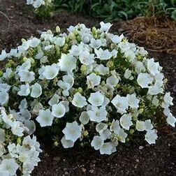 Campanula 'Rapido White' Bellflower 1 gal