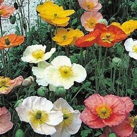 Iceland Poppy &#39;Champagne Bubbles&#39; - 4&quot;