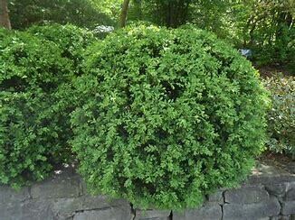 SALE Boxwood &#39;Green Mound&#39; - 1 gal