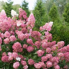 Hydrangea &#39;Fire Light&#39; 7 gal PW