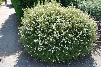 Potentilla 'Abbotswood' 2 gal