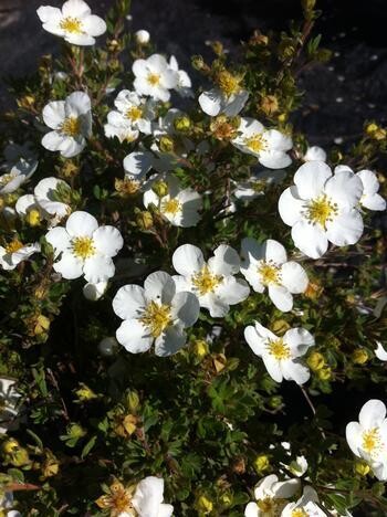 Potentilla &#39;Abbotswood&#39; 3 gal
