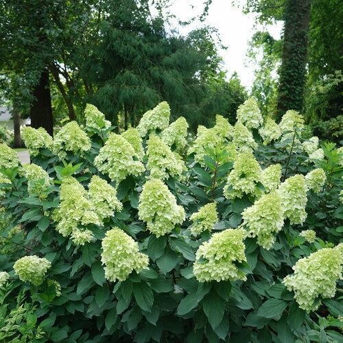 Hydrangea &#39;Limelight&#39; 5 gal
