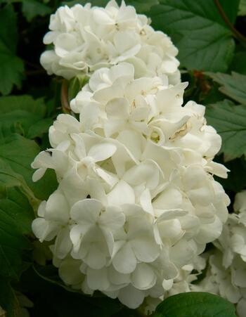 Viburnum &#39;European Snowball&#39; 2 gal