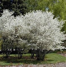 Serviceberry &#39;Amelanchier canadensis&#39; - B &amp; B