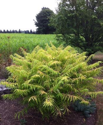 Rhus &#39;Tiger Eyes&#39; Sumac 3 gal