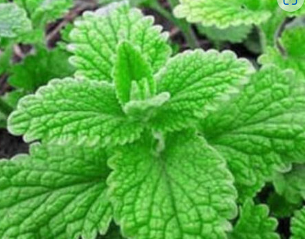 Mint &#39;Strawberry&#39; 4&quot;