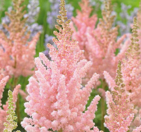 Astilbe &#39;Visions Inferno&#39;
