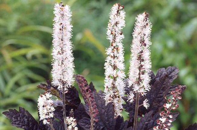 Bugbane &#39;Actaea Brunette&#39; 2 gal