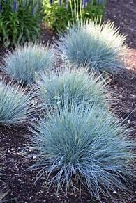 Blue Fescue 'Elijah Blue' 1 gal
