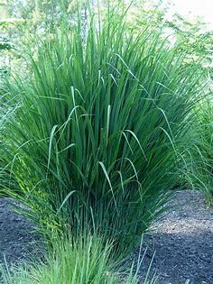 Blue Switch Grass &#39;Northwind&#39; 2 gal