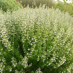 Calamintha nepeta &#39;Calamint&#39; 1 gal