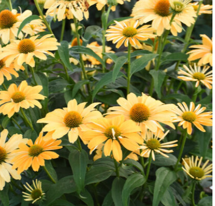 Cone Flower 'Echinacea One in a Melon' 8" PW