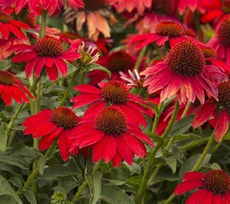 Cone Flower 'Echinacea Sombrero Salsa Red' - 1 gal