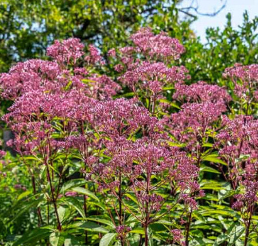 Joe&#39; Pye Weed &#39;Sweet Scented &#39; 2 Gal (Eutrochium p )