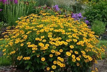 Heliopsis 'Tuscan Sun' PW 8" pot