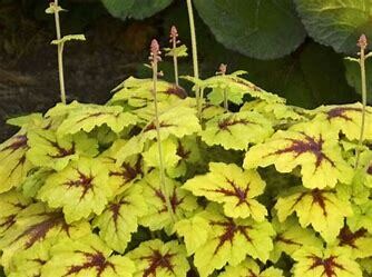 Heucherella &#39;Catching Fire&#39; - 1 gal