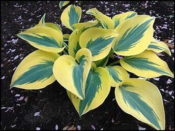 Hosta &#39;Autumn Frost&#39; - 2gal