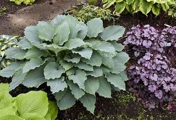 Hosta &#39;Diamond Lake&#39; - 8&quot;