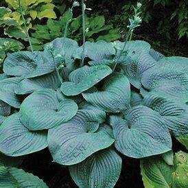Hosta &#39;Humpback Whale&#39; 2 gal