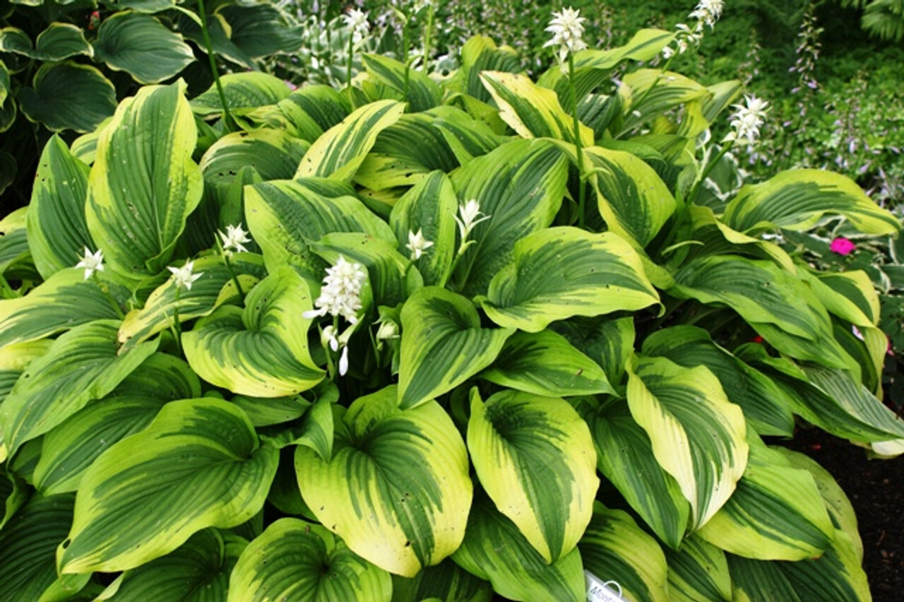 Hosta &#39;Montana Aureomarginata&#39; - 1 gal