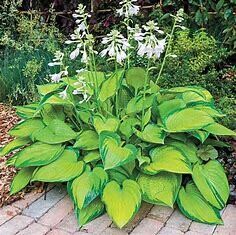 Hosta &#39;Paradigm&#39; - 2 gal