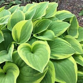 Hosta &#39;The King&#39; 1 gal Lg.
